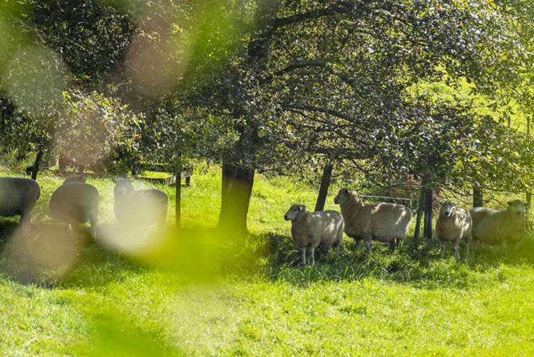 91 Travers Road Te Kauwhata_30