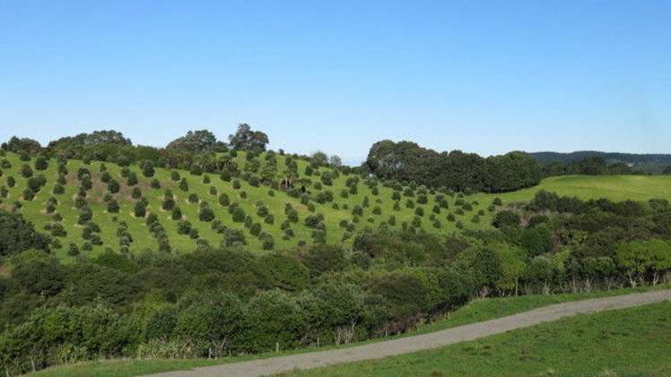 413 Onemana Drive Onemana_9