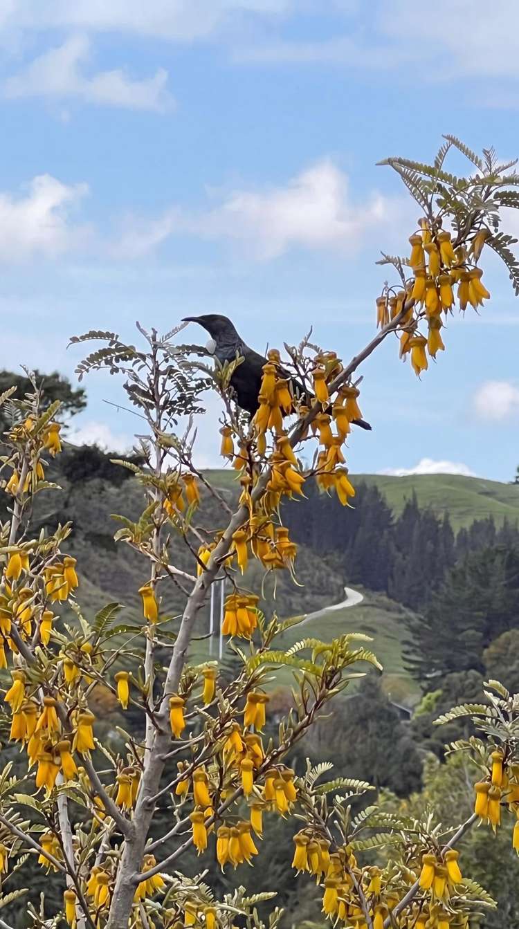 24C Tauranga Direct Road Hamurana_28
