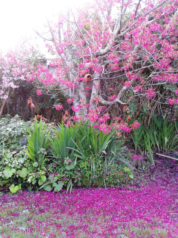 15 Cowper Street Devonport_1