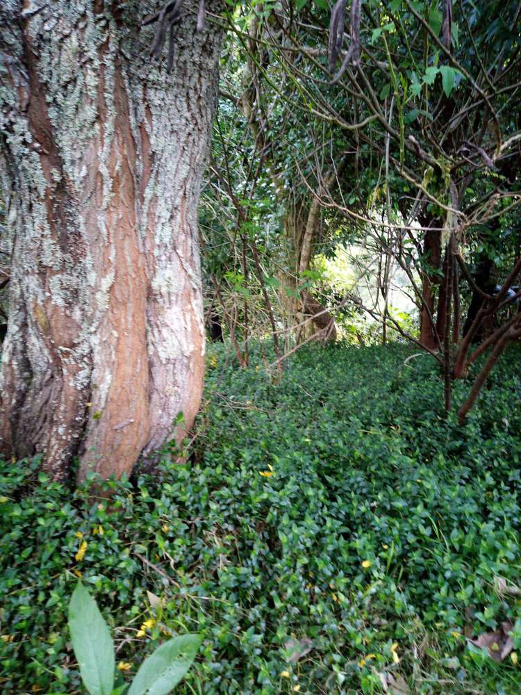 1047 Paihia Road Opua_28