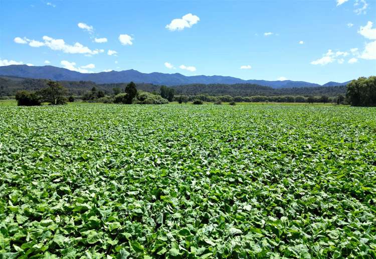 989 State Highway 69 Reefton_10