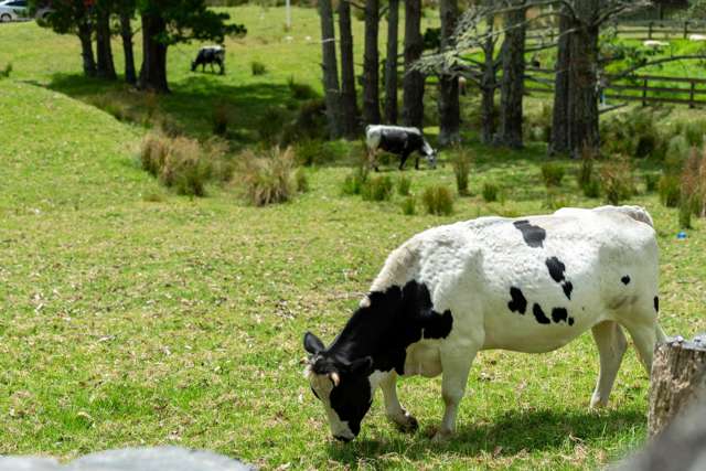 585 Inland Road Helensville_4
