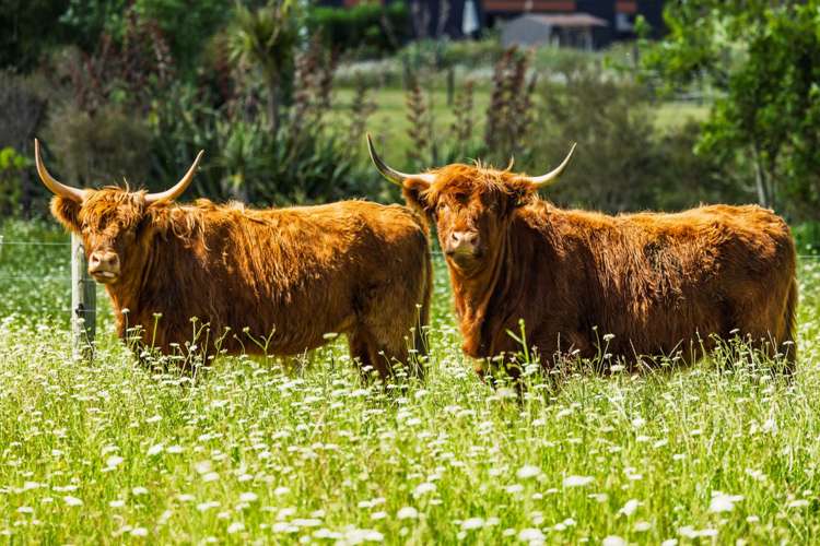 490A, 490C Waimate North Road Kerikeri_9