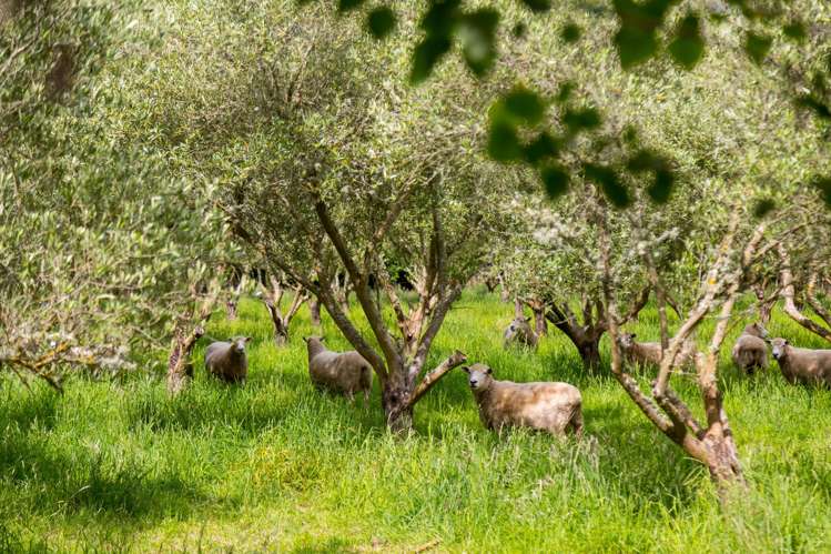 179 Bidwills Cutting Road Greytown_9