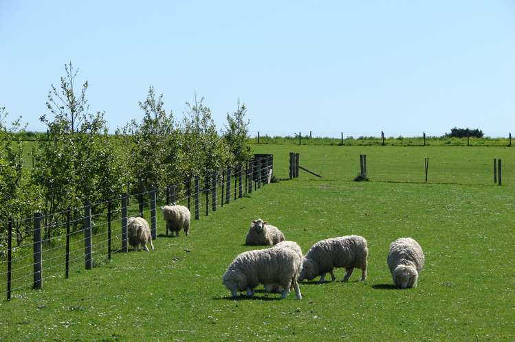 488 Woodlands Road Rimu_15