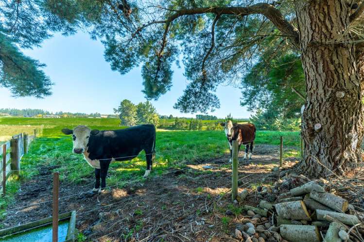 193 Hadlow Road Claremont_15