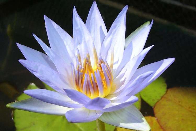 Glenbogal Aquatic Katikati_3