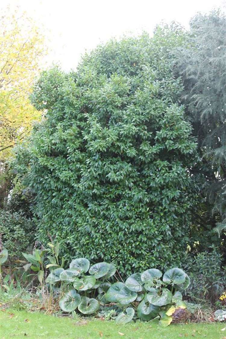 95 Gordon Avenue Te Aroha_6