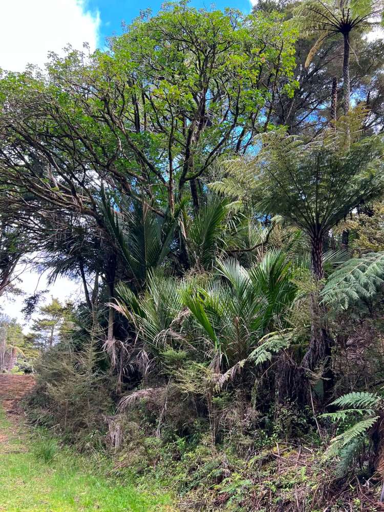 477 Pupuke Mangapa Road Kaeo_15
