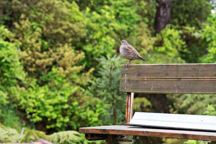 794 Ponga Road Opaheke_8