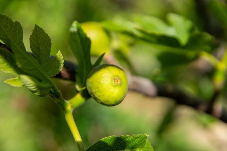 9 Quetta Street Ngaio_13