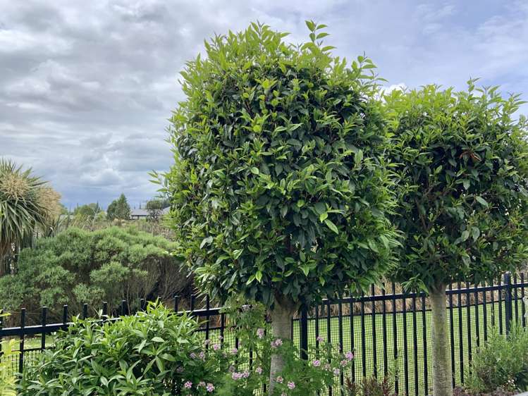  100 Te Rito Street Marshland_11