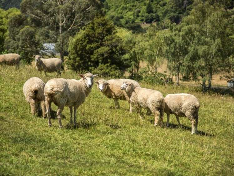 33 Lindens Road Anakiwa and Surrounds_19