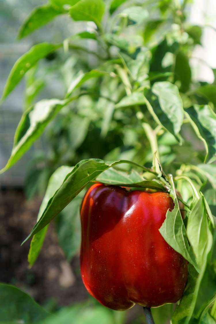 10 Shanaway Close Halswell_31