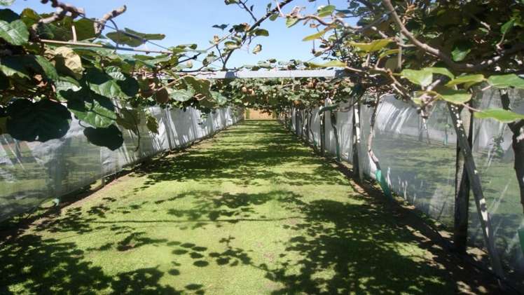 92 Rangiuru Road Te Puke_6