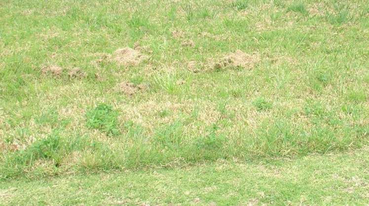 54 Donegal Park Drive Flat Bush_0