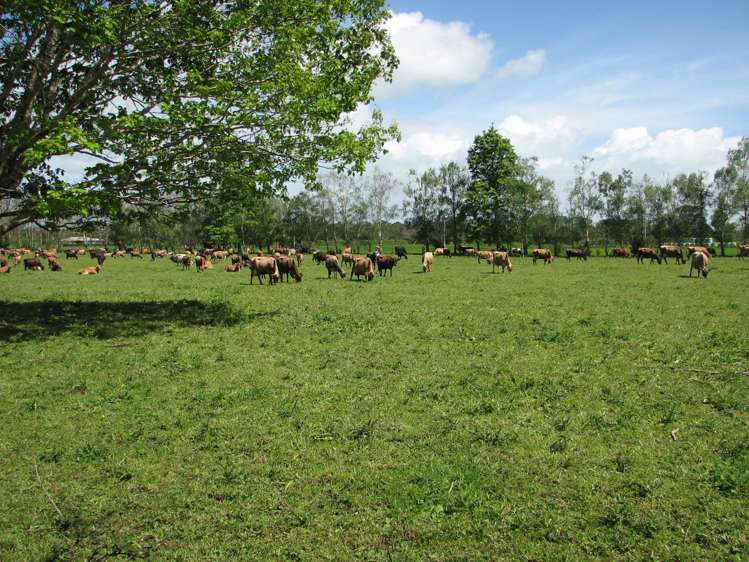 1704 Te Aroha-Gordon Road Te Aroha_2