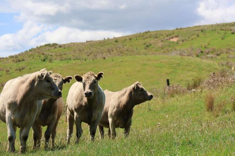 98 Millstream Road Dannevirke_6