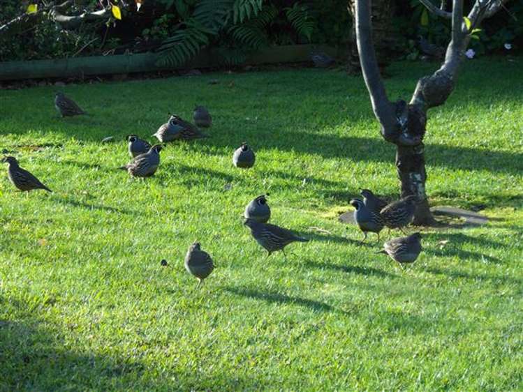 101 Ash Street Thames_22