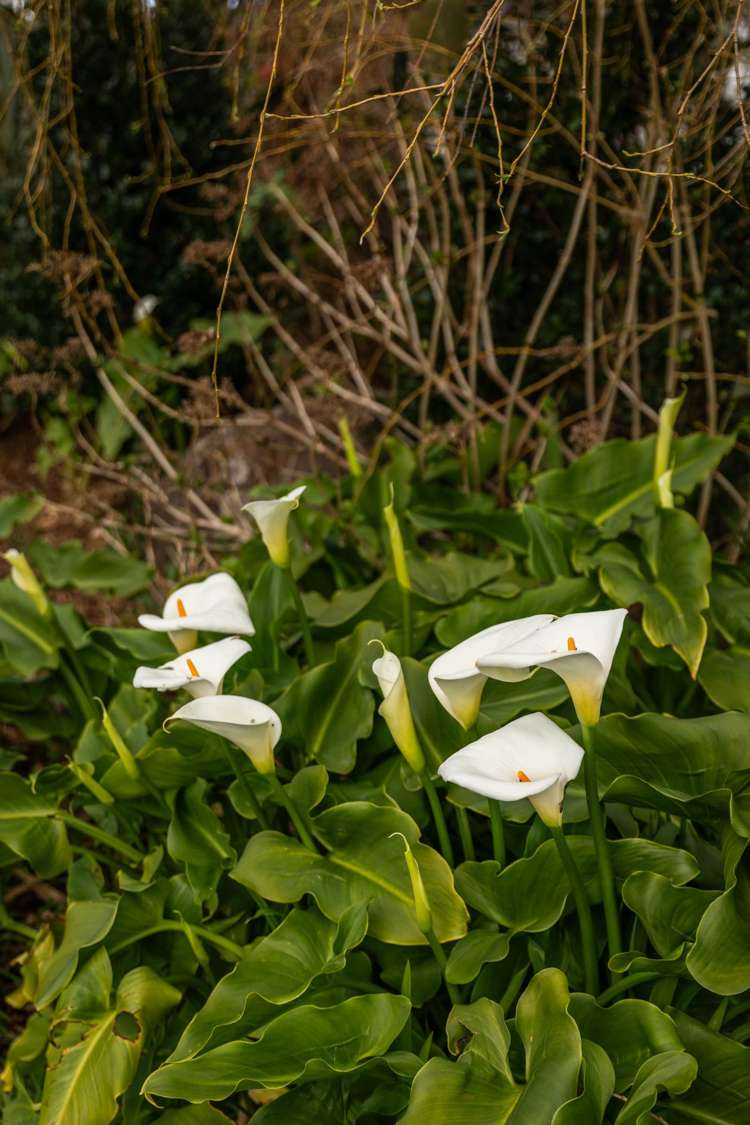 102 Savage Road Waihi_35