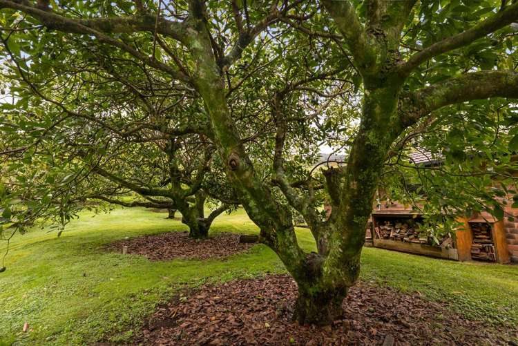 257 Willoughby Road Katikati_16