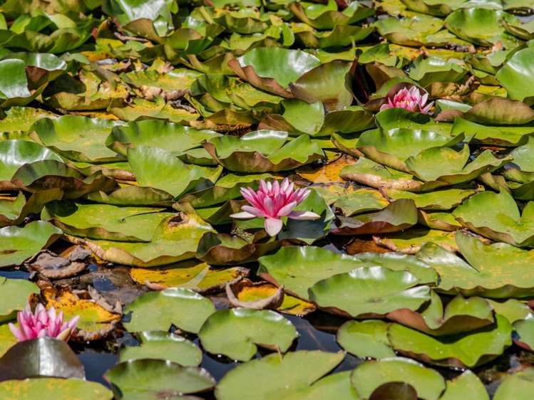 41A Orchard Road Kerikeri_14