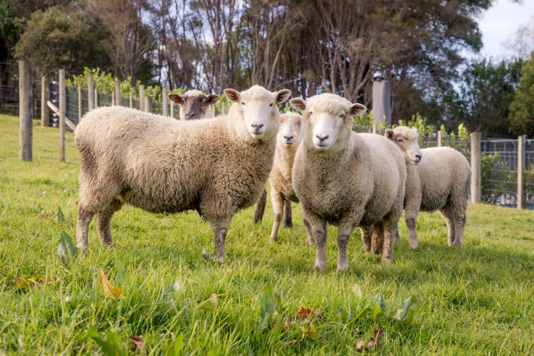 4 Viv Davie-Martin Drive Warkworth_26