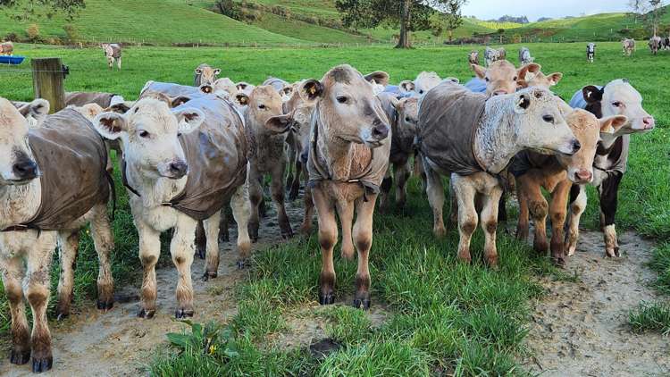 794 Tariki Road Ratapiko_13