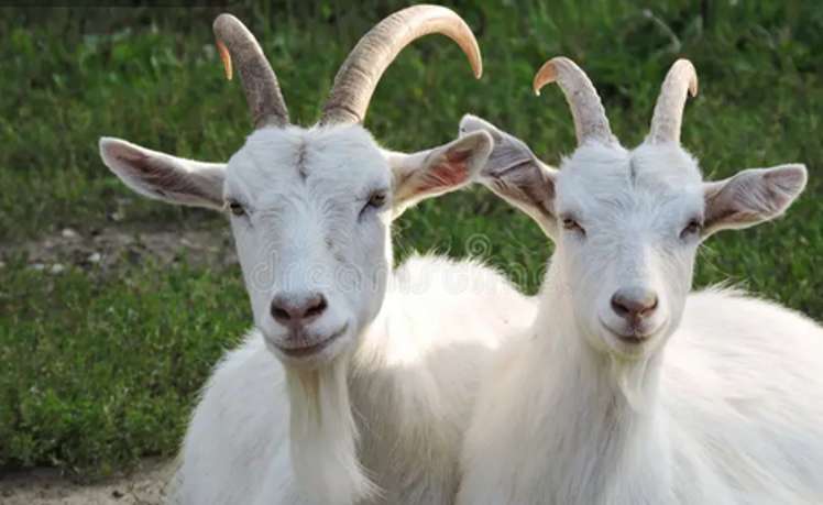 Lot 2/64 Puhoi Road_0