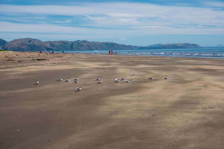 384A Kapiti Road Paraparaumu Beach_41