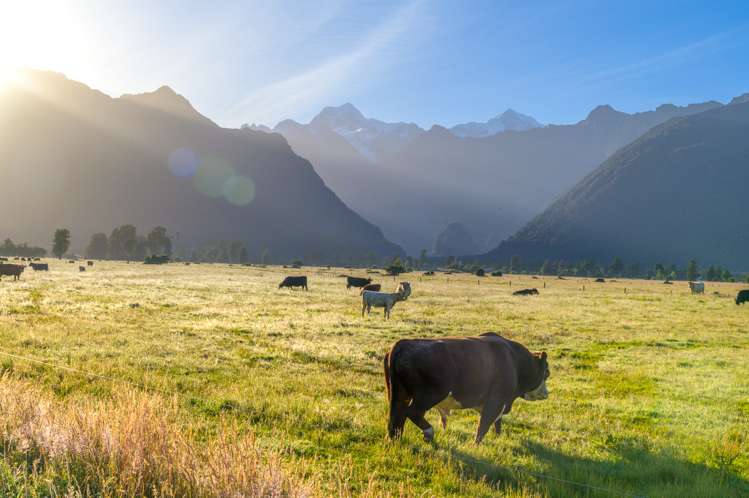 298 Cook Flat Road Fox Glacier_8