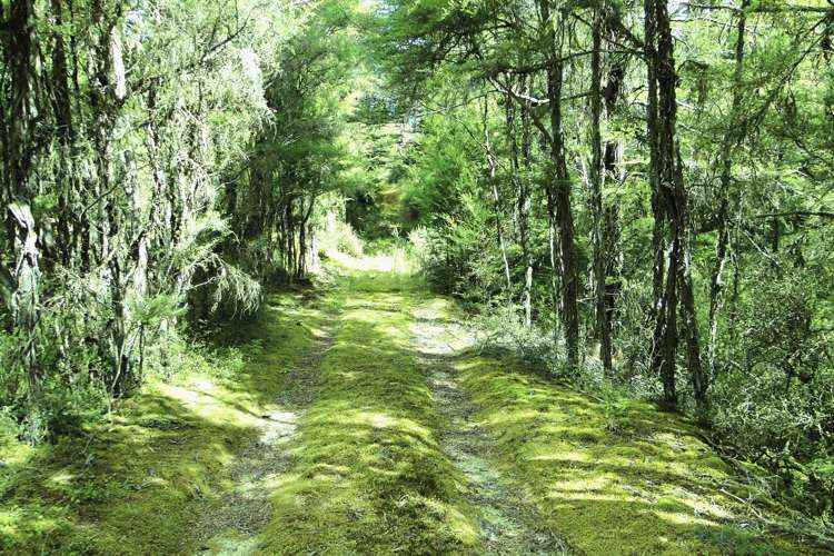 Tadmor-Glenhope Road Tasman_17