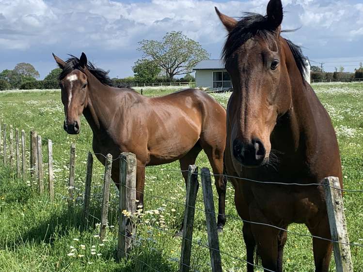 440 Waharoa Road Waharoa_7