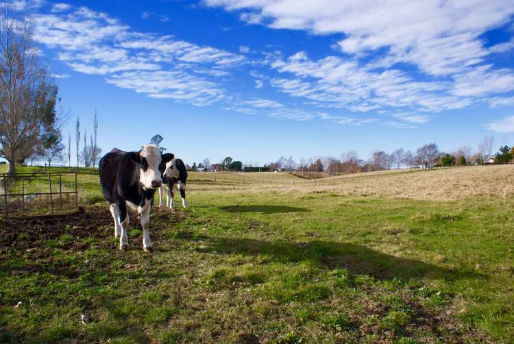 254 Maytown Road Waimate_5