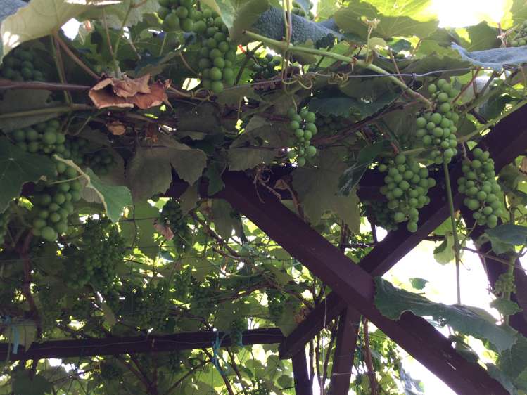 104 Hays Place Thames_18