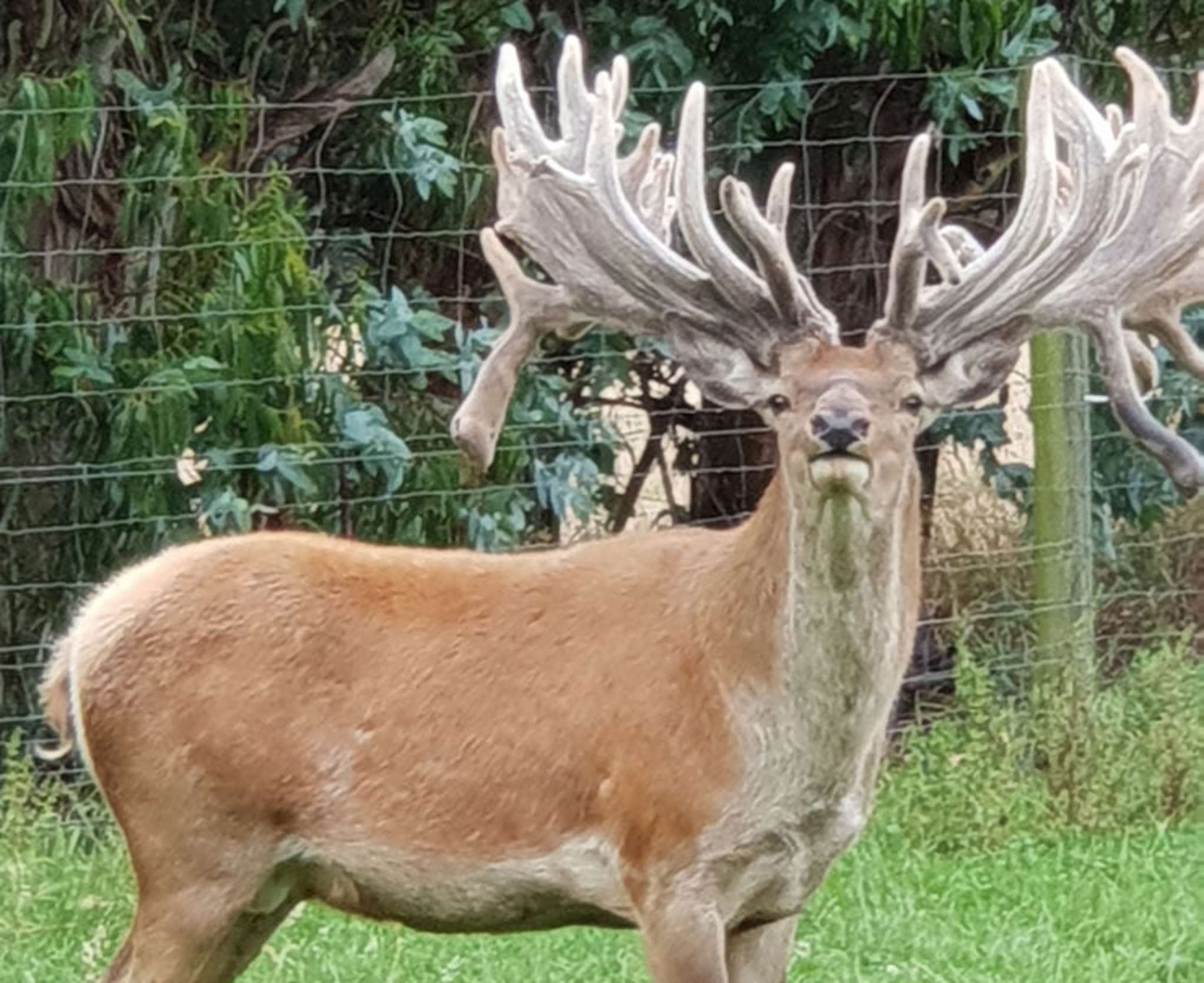 Kiwi farm that bred 'monster' stag on the market