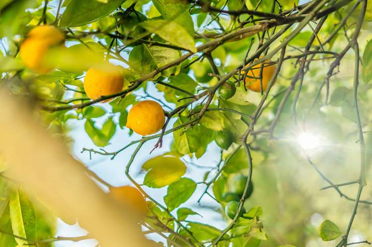 6 Longfellow Street Trentham_22