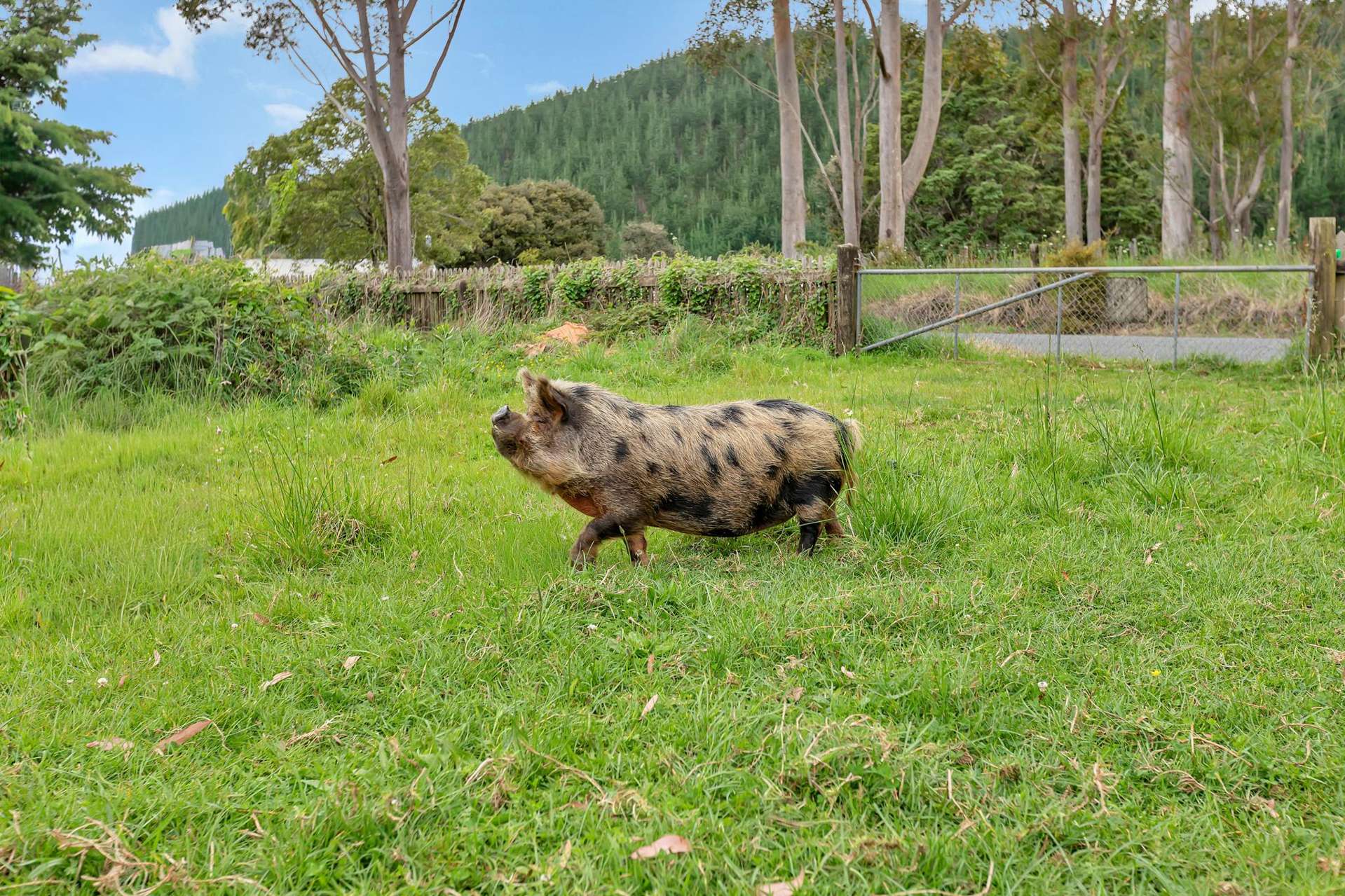 37 Takitu Road Pakotai_0