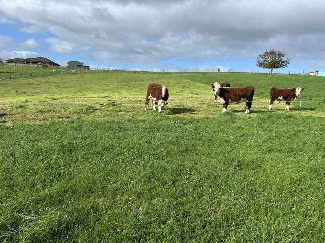 173 Ngahape Road Te Awamutu_2