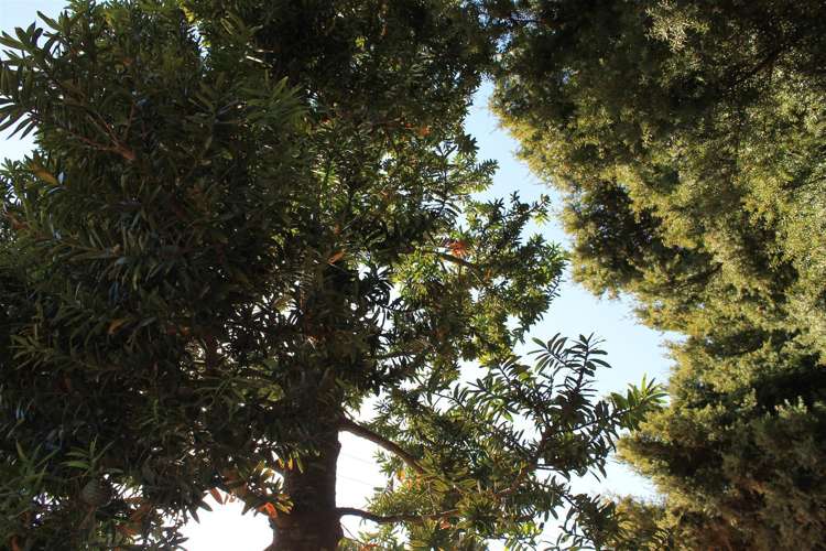 212 Huarau Road Whakapirau_21