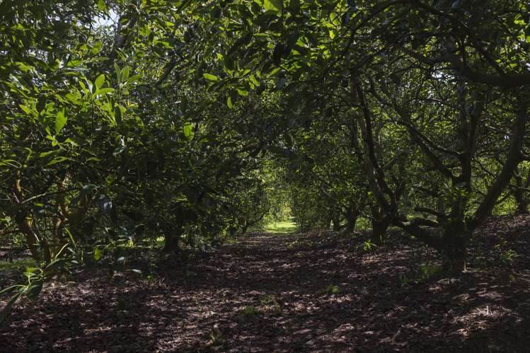 Lot LOT 10/27 Turk Valley Rd Pukenui_10