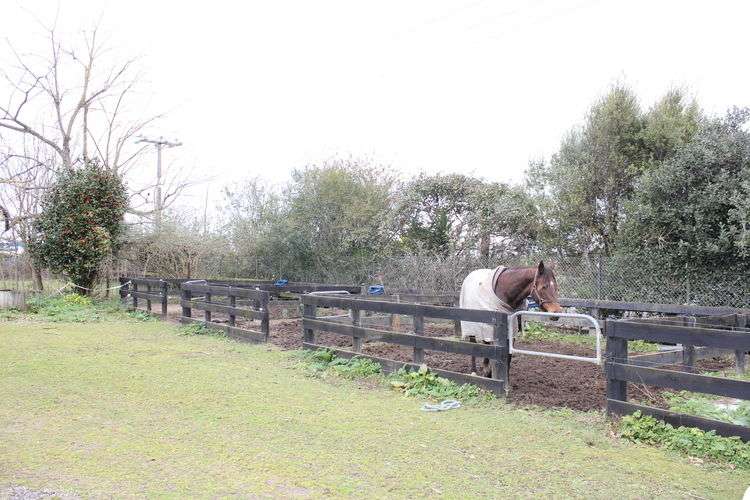 639 Hinuera Road Matamata_13