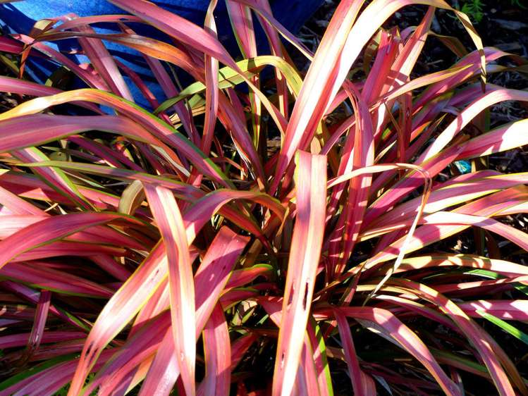 53 Kitewaho Road Swanson_86