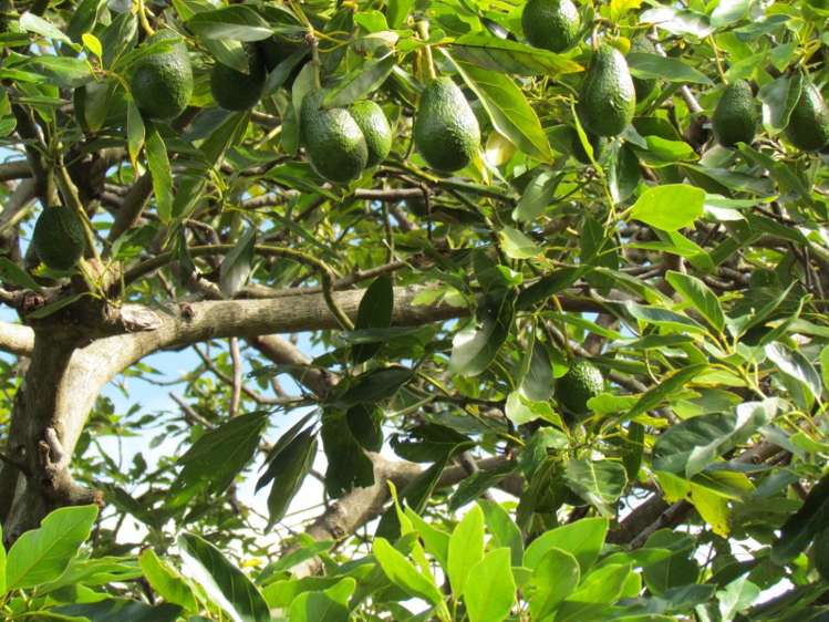 402 Youngson Road Whakamarama_3