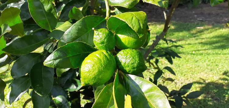 43 Evans Road Glen Eden_10