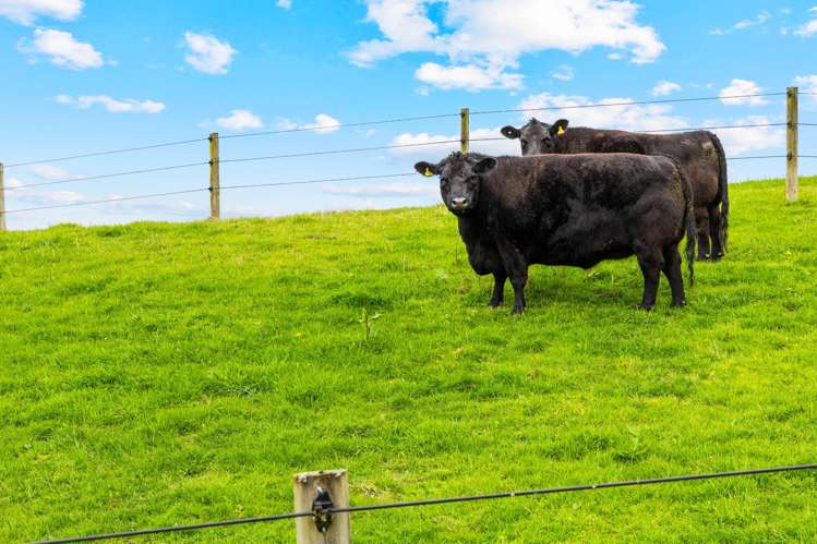 Lot 1,1278 Poihipi Road Oruanui_18