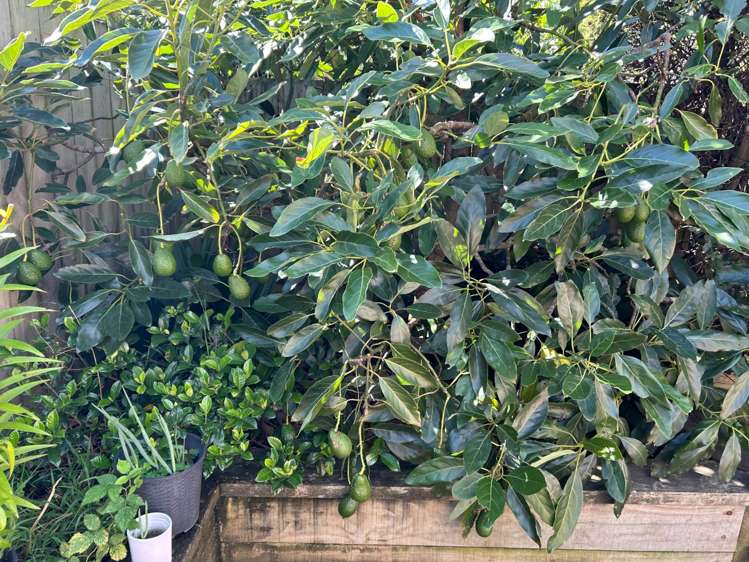 29c Paparoa Road Cockle Bay_7