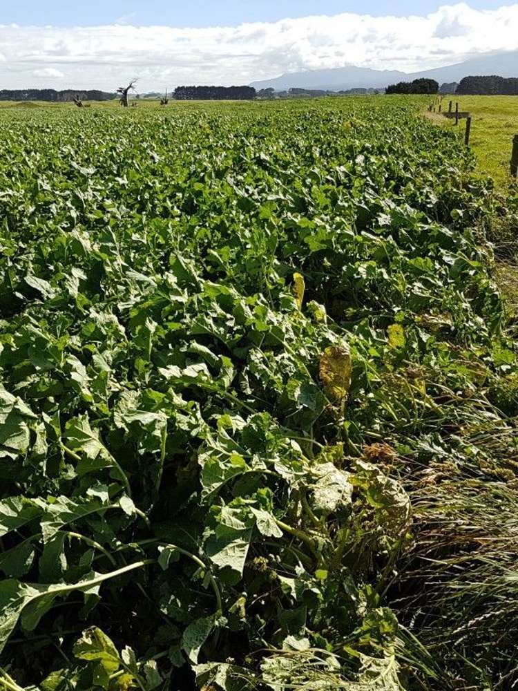 349 Ihaia Road Opunake_35