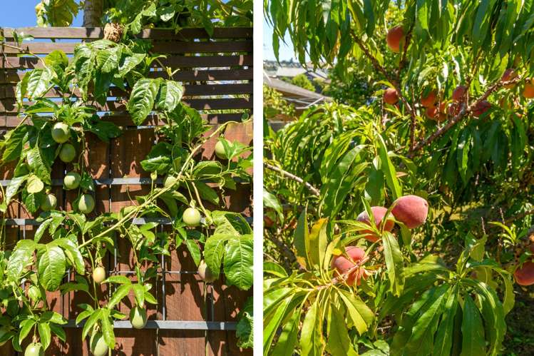 17 Hairini Street Hairini_42